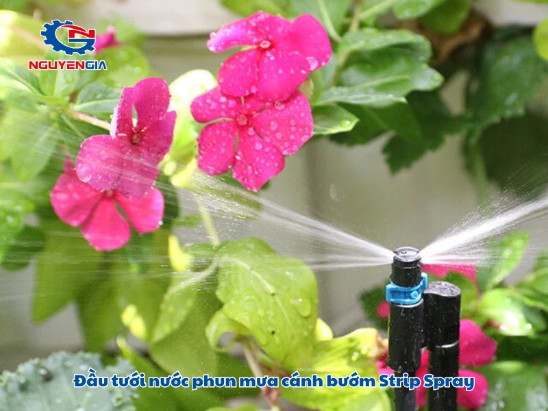 dau tuoi nuoc phun mua canh buom strip spray