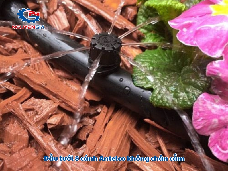 dau tuoi 8 canh antelco khong chan cam
